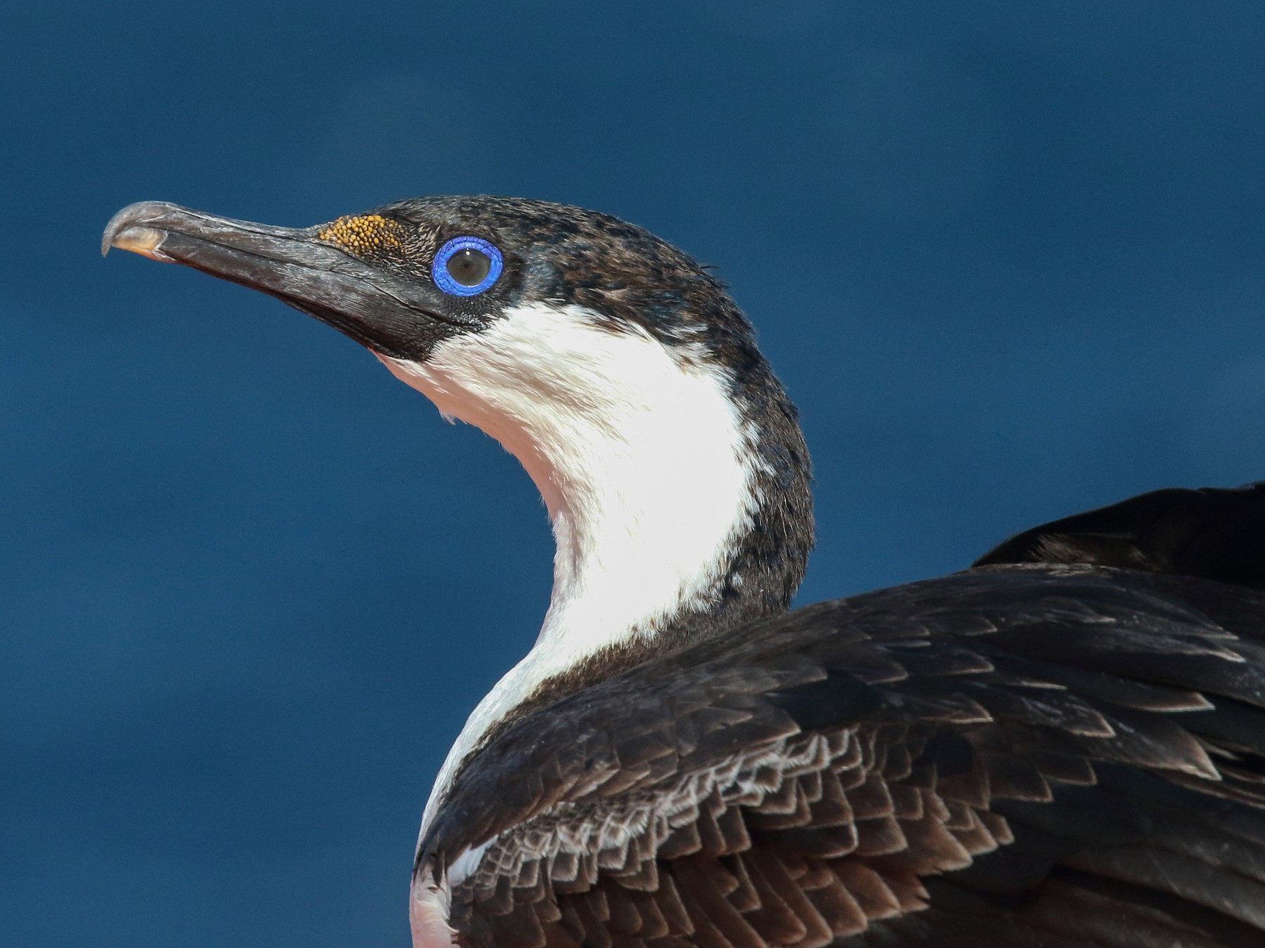 Antarctic Shag - Roly Pitts