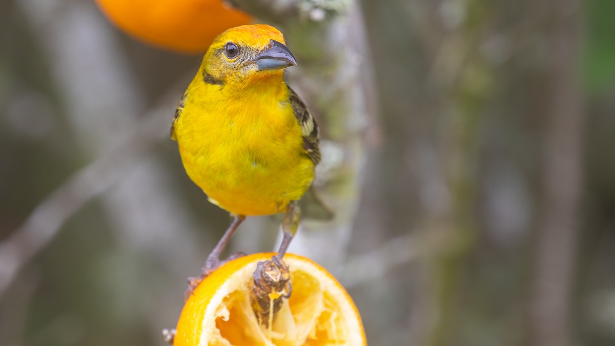 Flame-colored Tanager - ML363791451