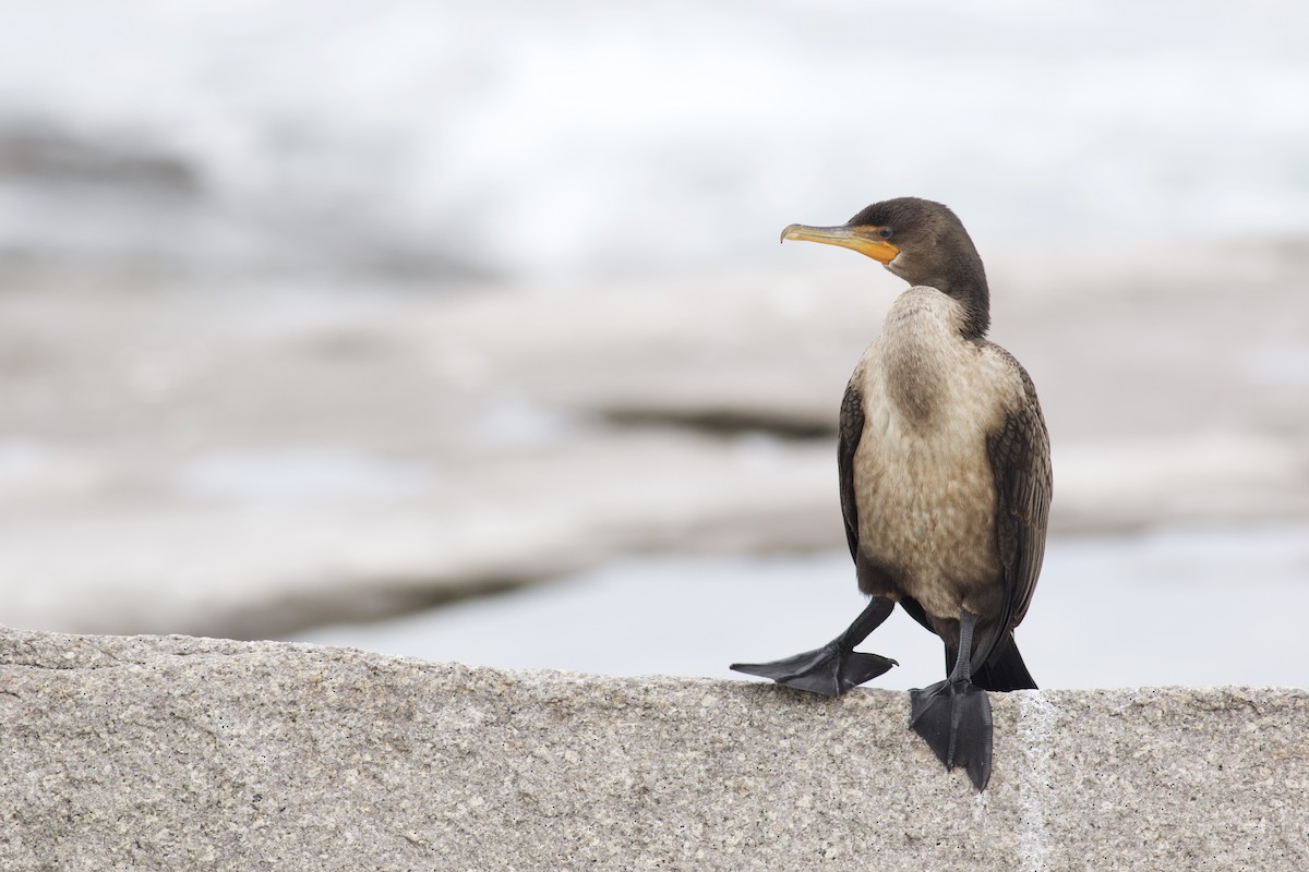 Double-crested Cormorant - Nathan Dubrow