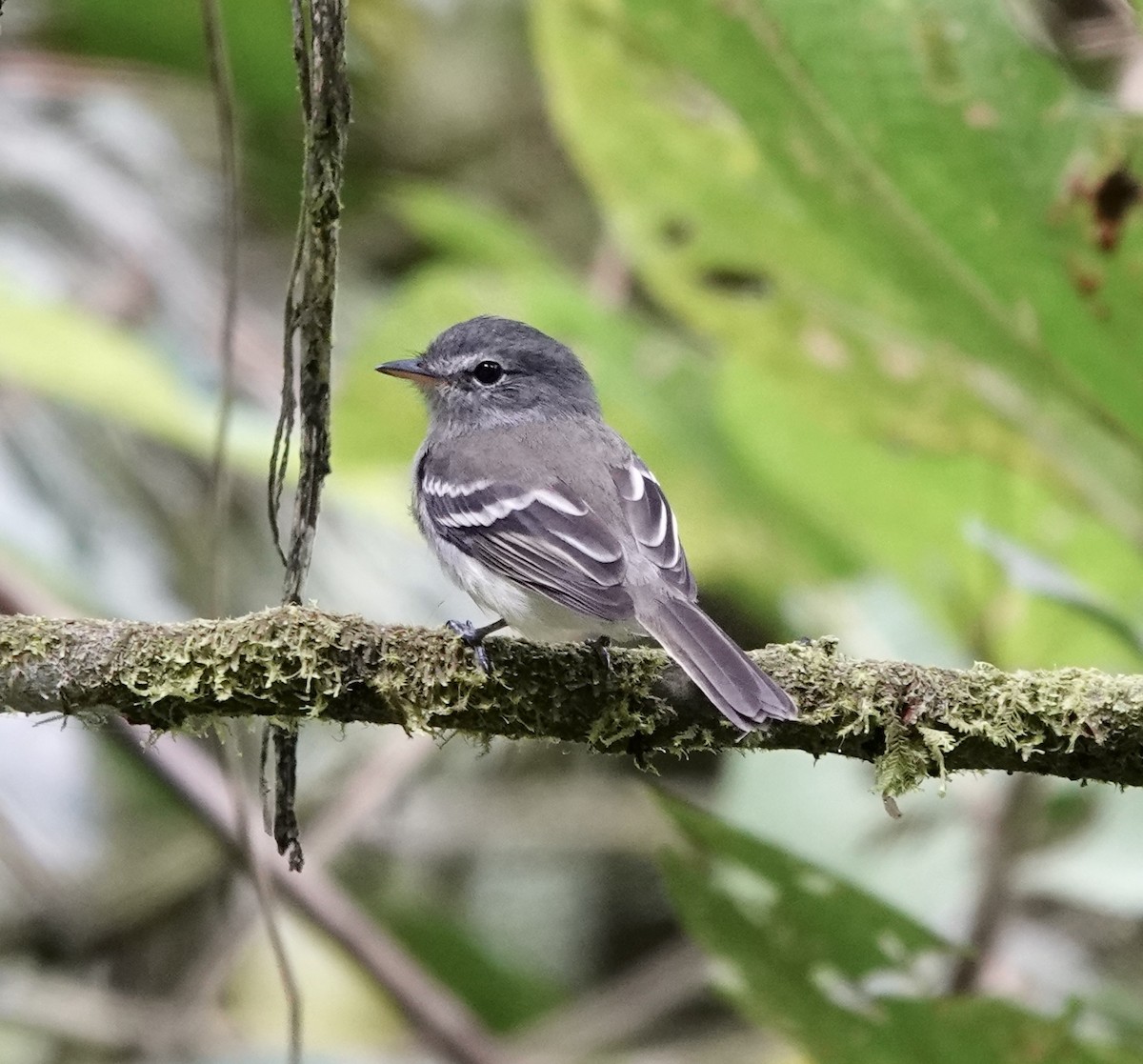 Gray-breasted Flycatcher - ML363801921
