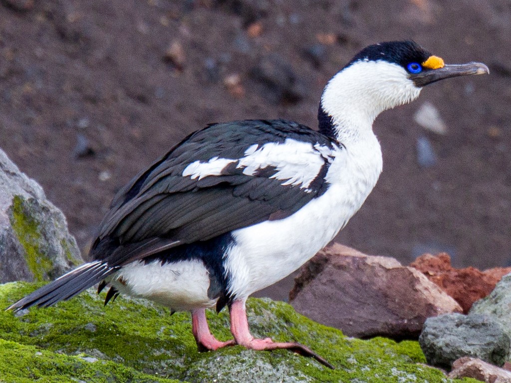 Cormoran de Heard - eBird