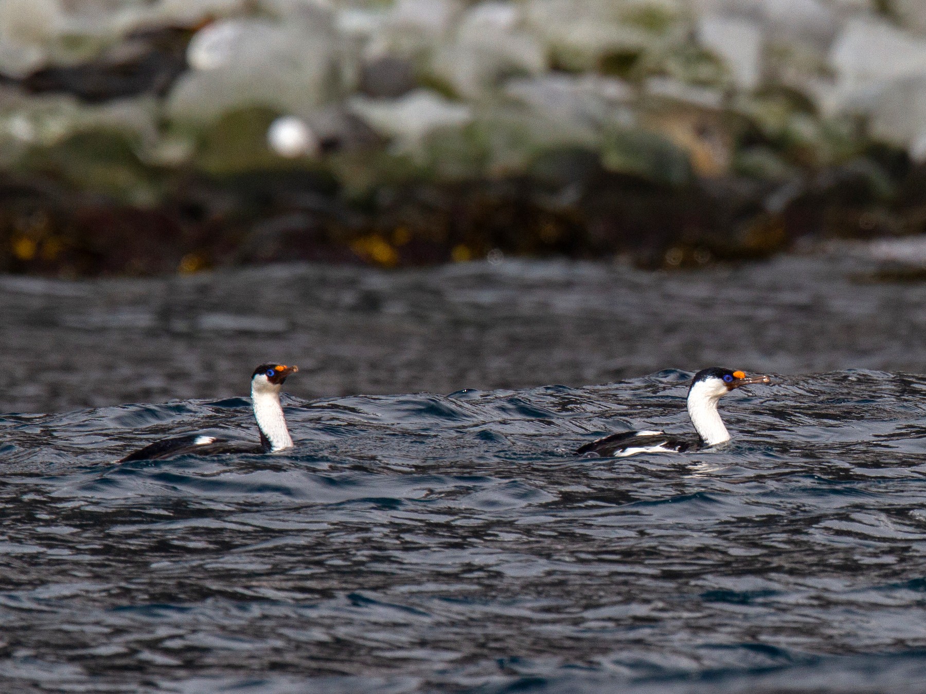 Heard Island Shag - Robert Tizard
