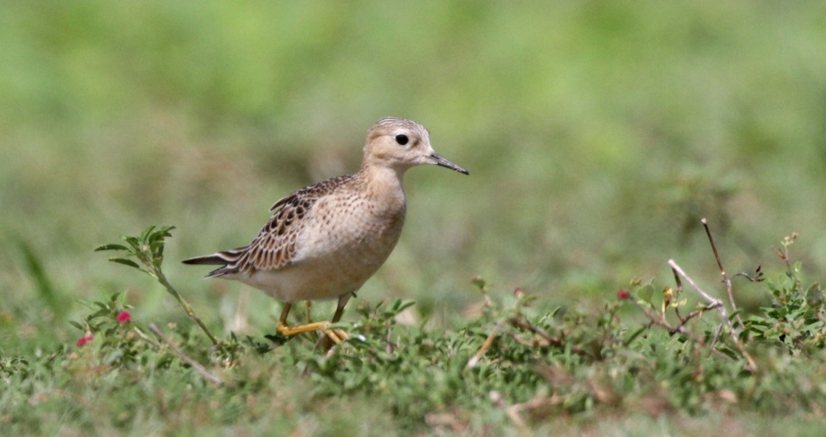 Buff-breasted Sandpiper - Anthony Levesque