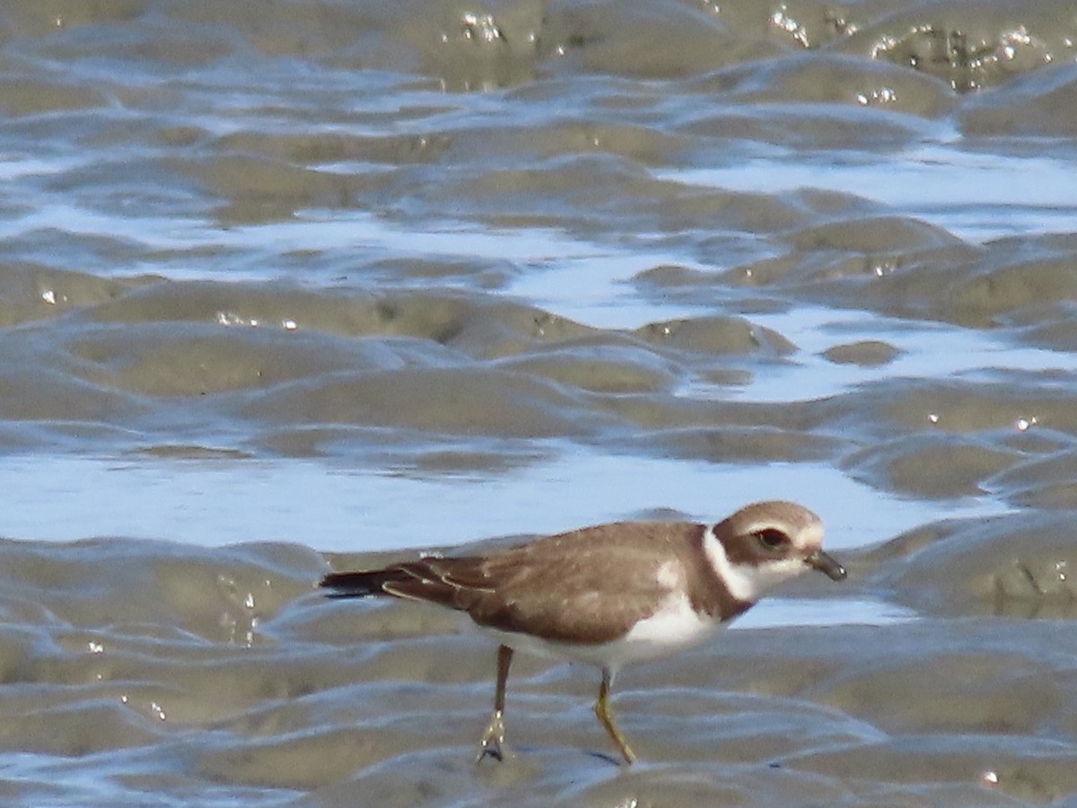 Semipalmated Plover - ML363817341