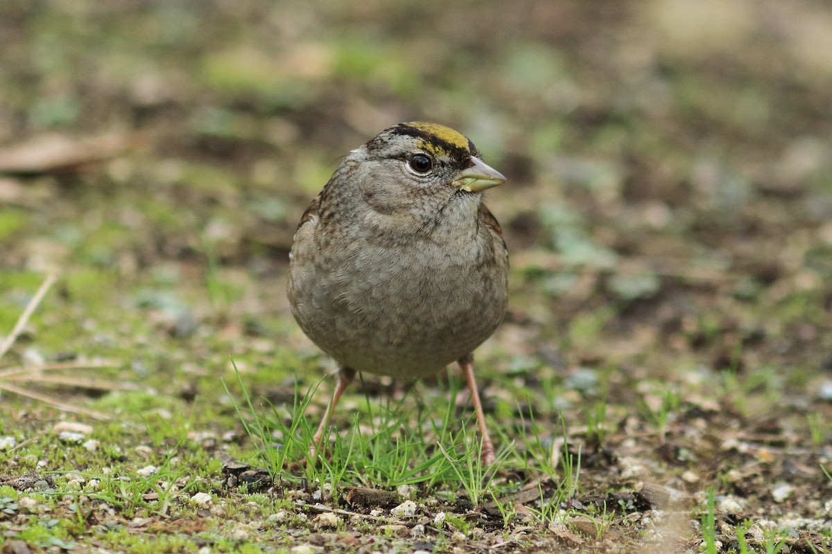 Golden-crowned Sparrow - ML363818381