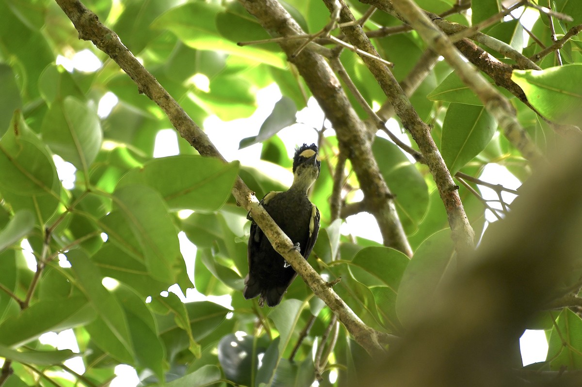 Heart-spotted Woodpecker - Teeranan Tinpook