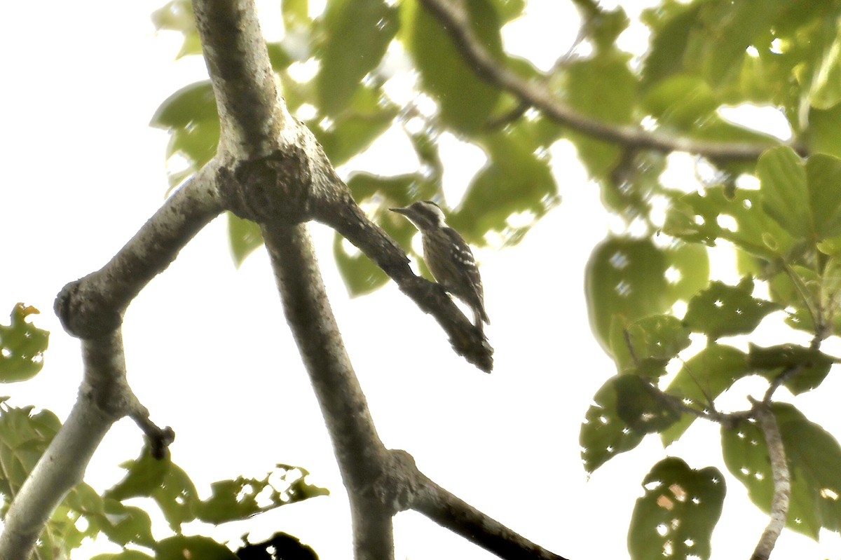 Gray-capped Pygmy Woodpecker - Teeranan Tinpook