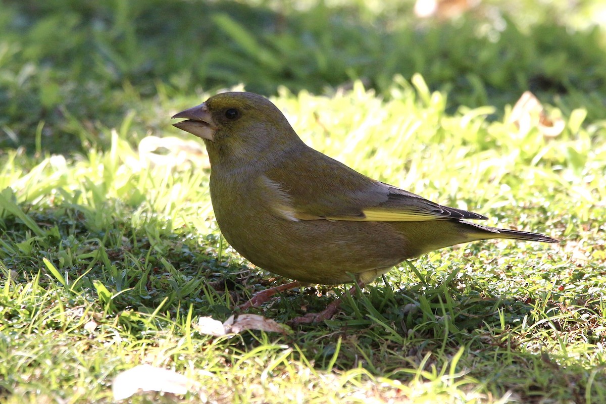 European Greenfinch - Pauline and Ray Priest