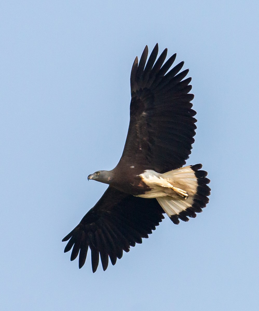 Gray-headed Fish-Eagle - Zaber Ansary -BirdingBD Tours