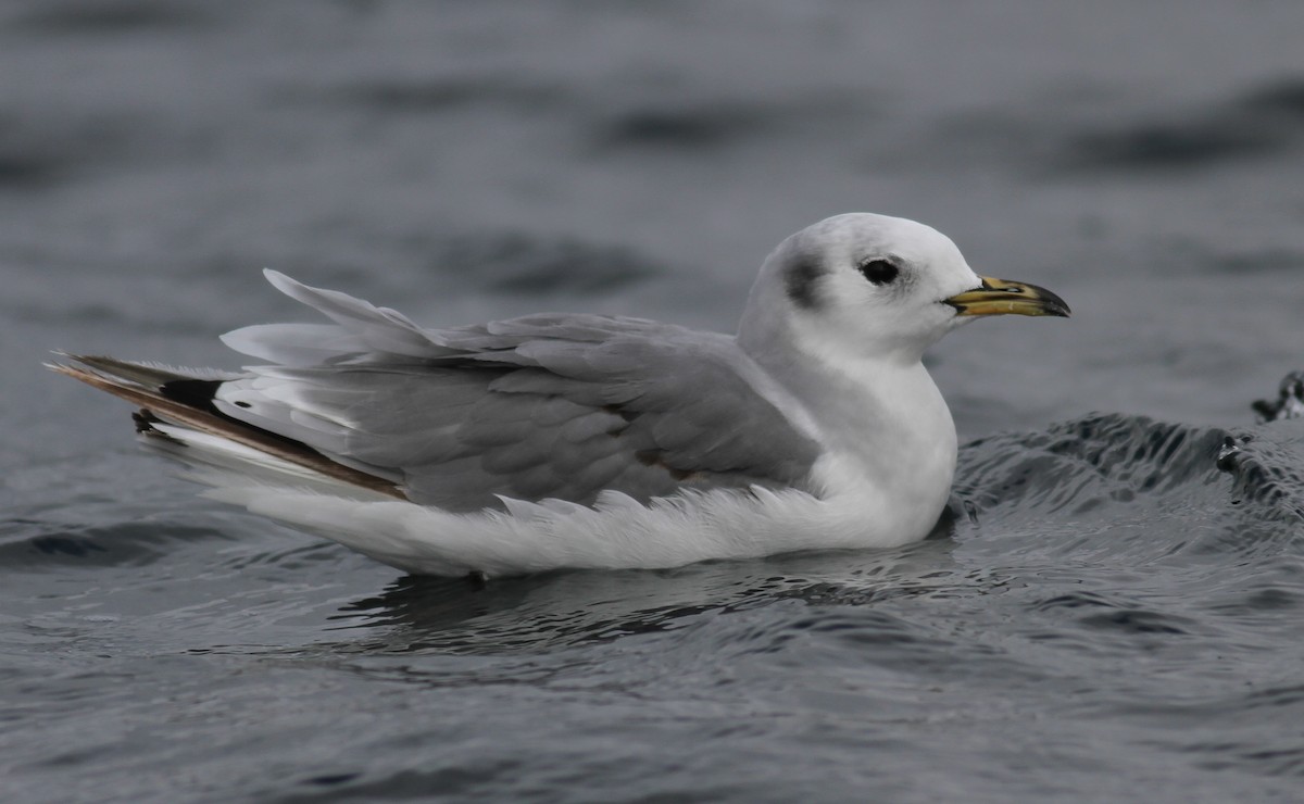 Mouette tridactyle - ML36383421