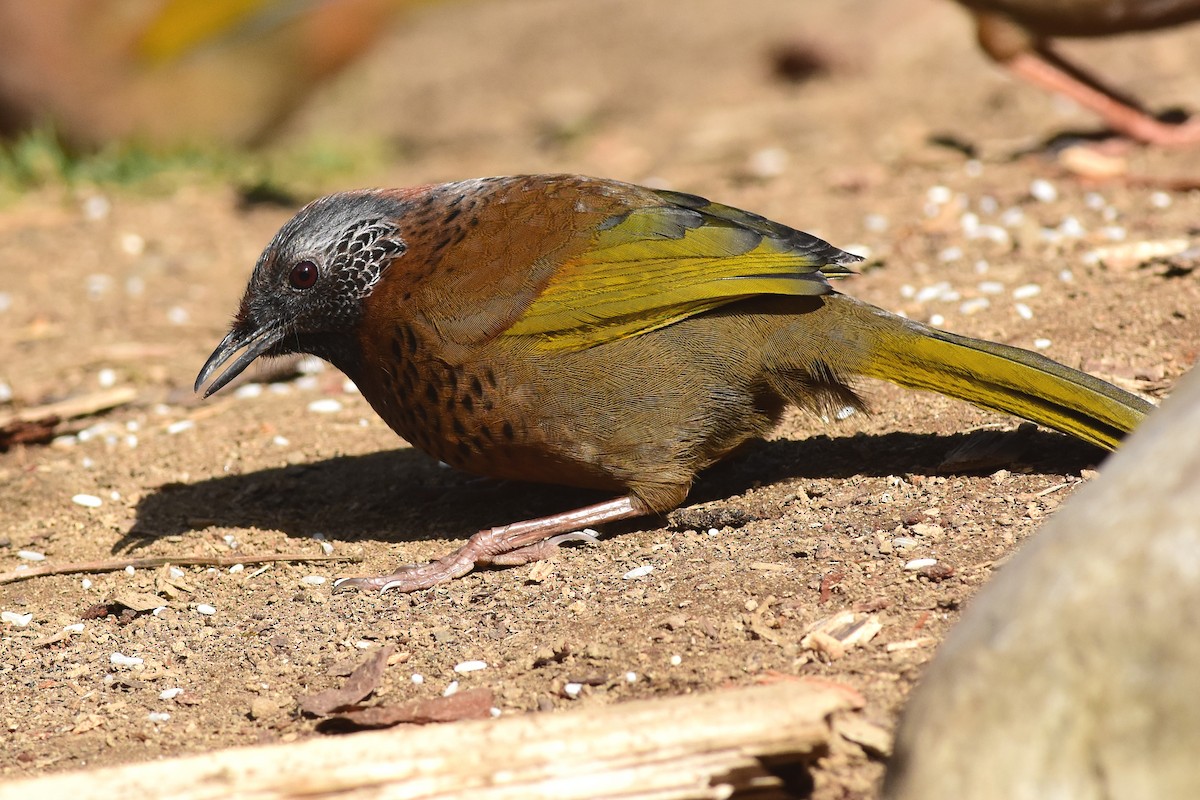 Chestnut-crowned Laughingthrush - ML363838771