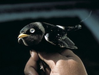  - White-eyed River Martin