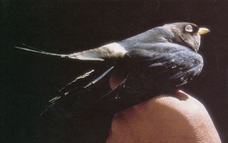  - White-eyed River Martin