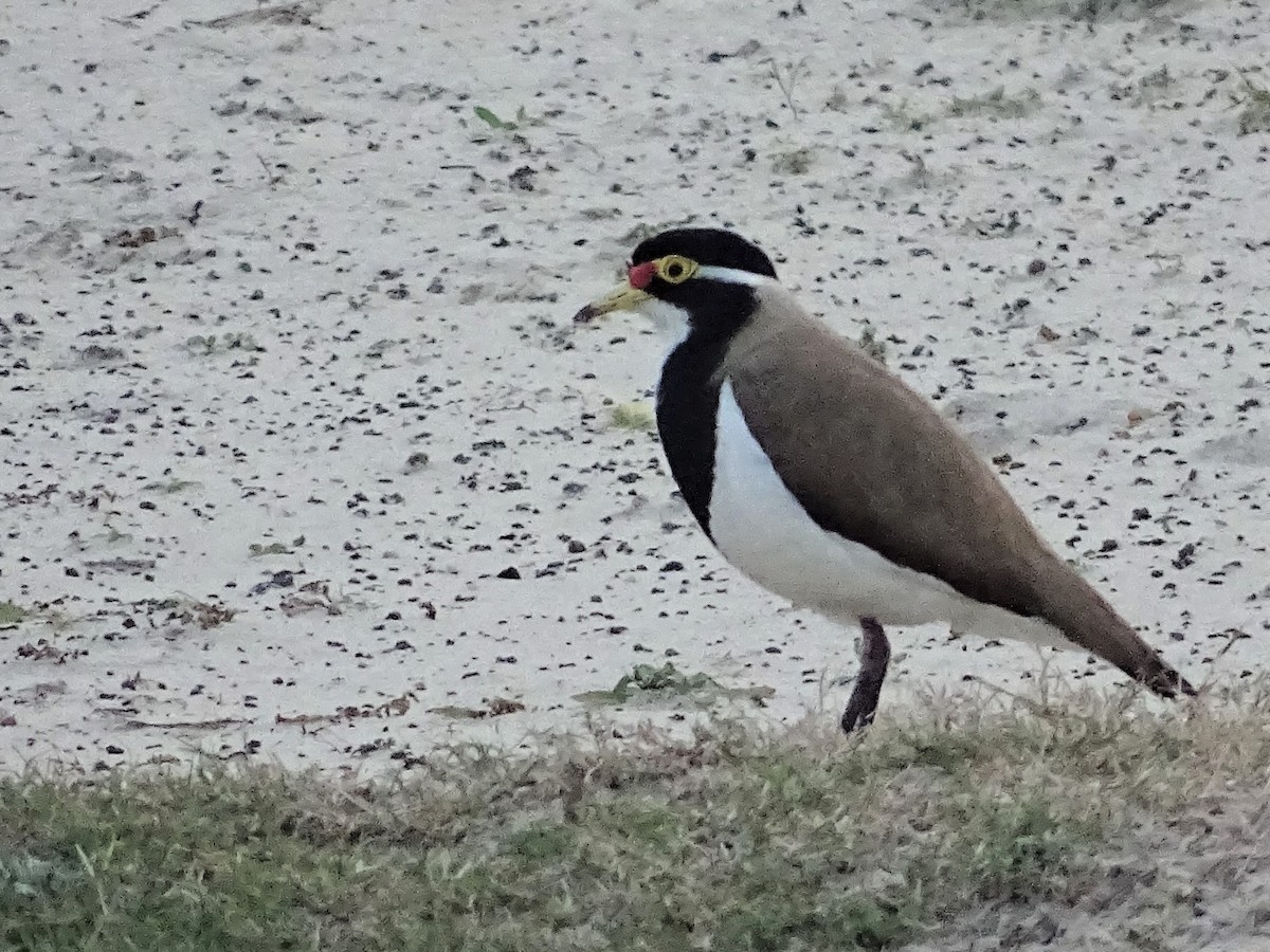 Banded Lapwing - ML363840331