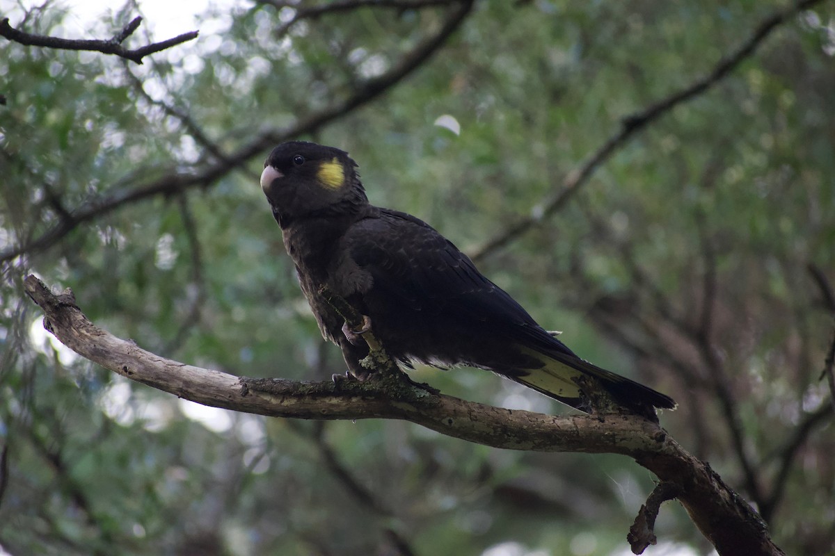 Yellow-tailed Black-Cockatoo - ML363840731