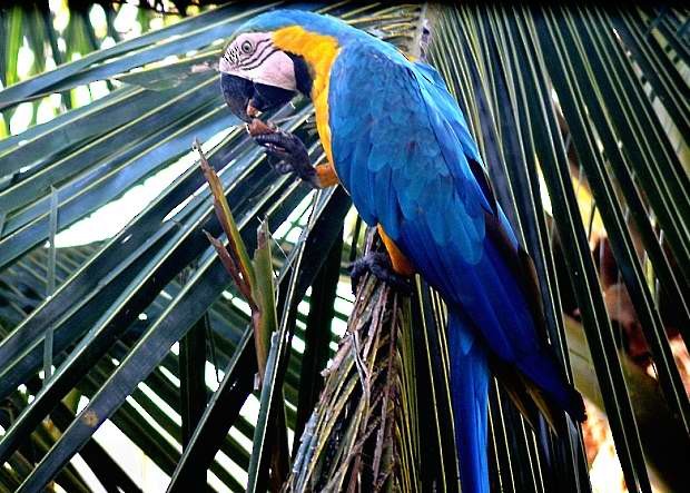 Blue-and-yellow Macaw - Alan Seelye-James