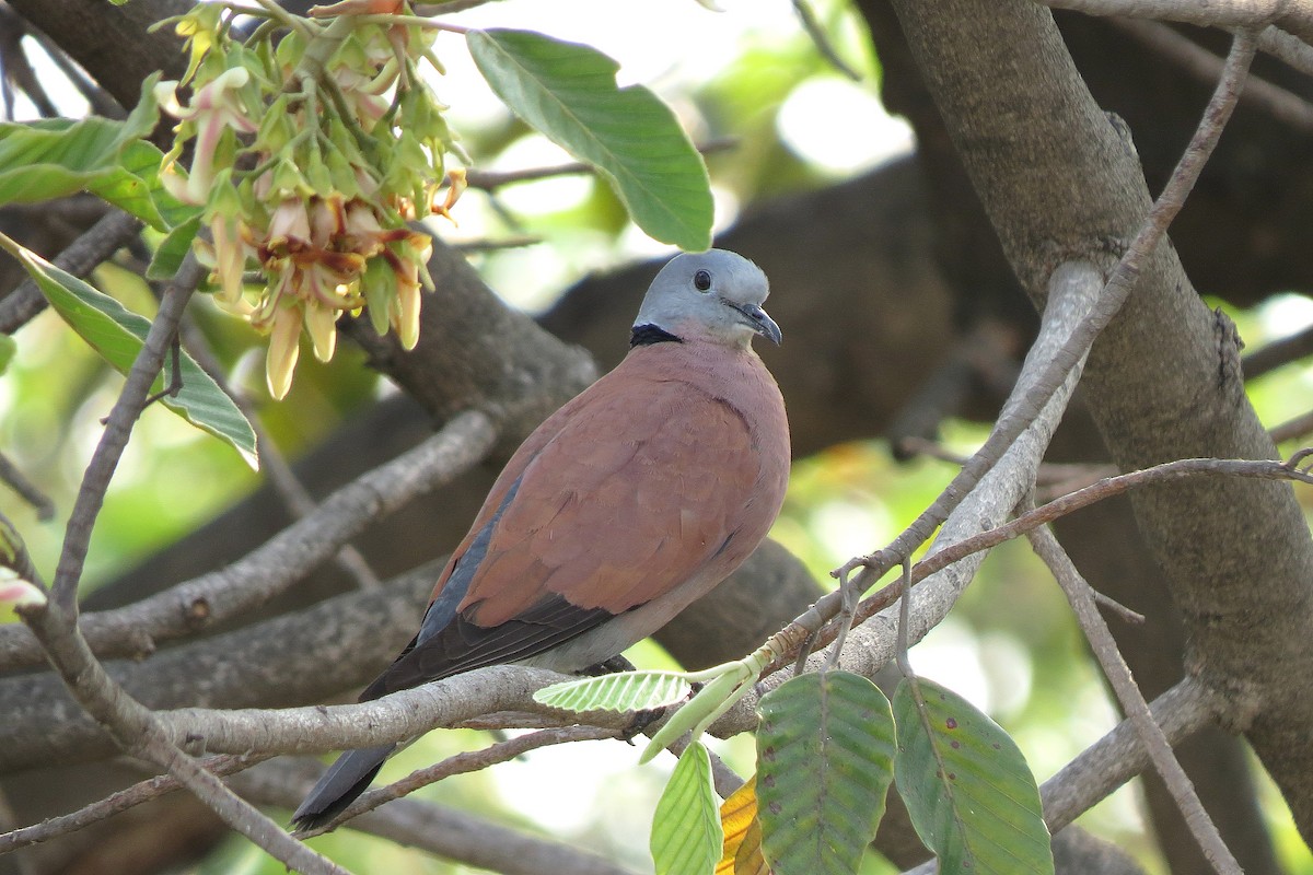 Red Collared-Dove - ML363843691