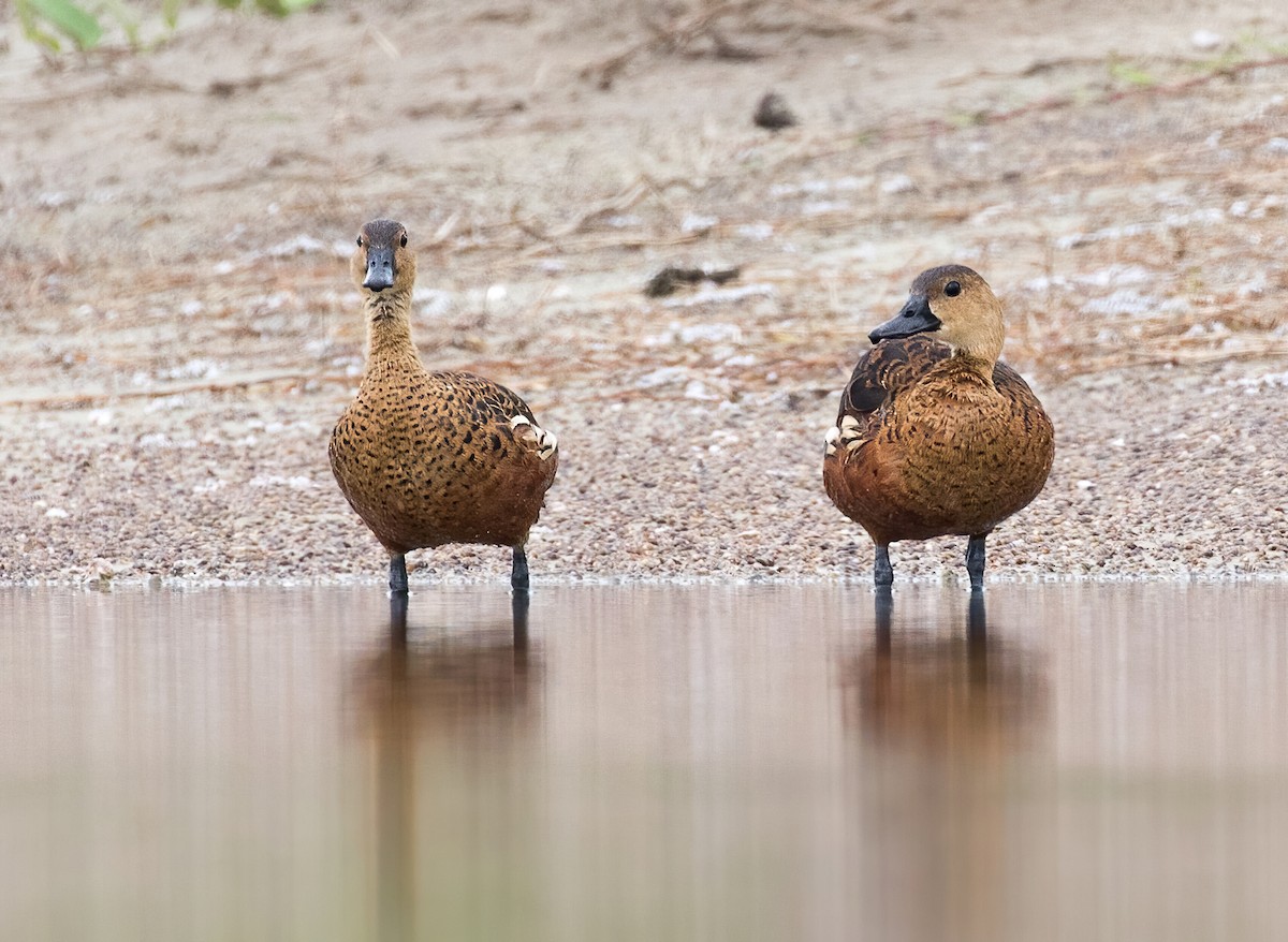 Wandering Whistling-Duck - Dave Bakewell