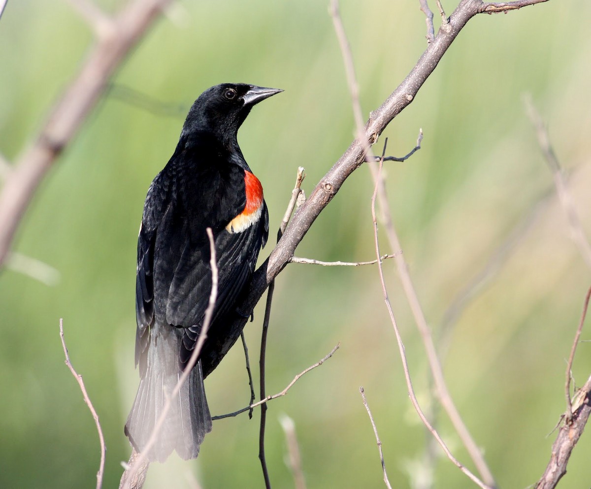 Red-winged Blackbird (Red-winged) - ML36384641