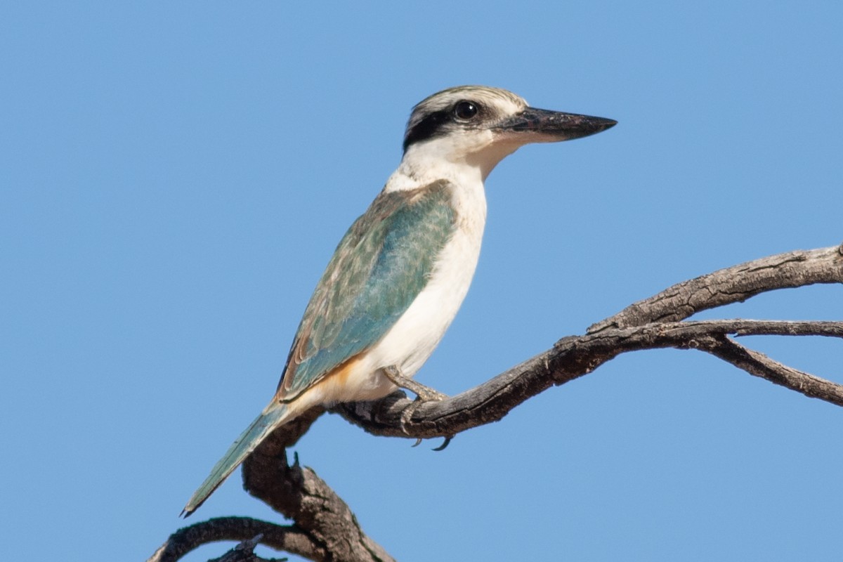 Red-backed Kingfisher - ML363847811