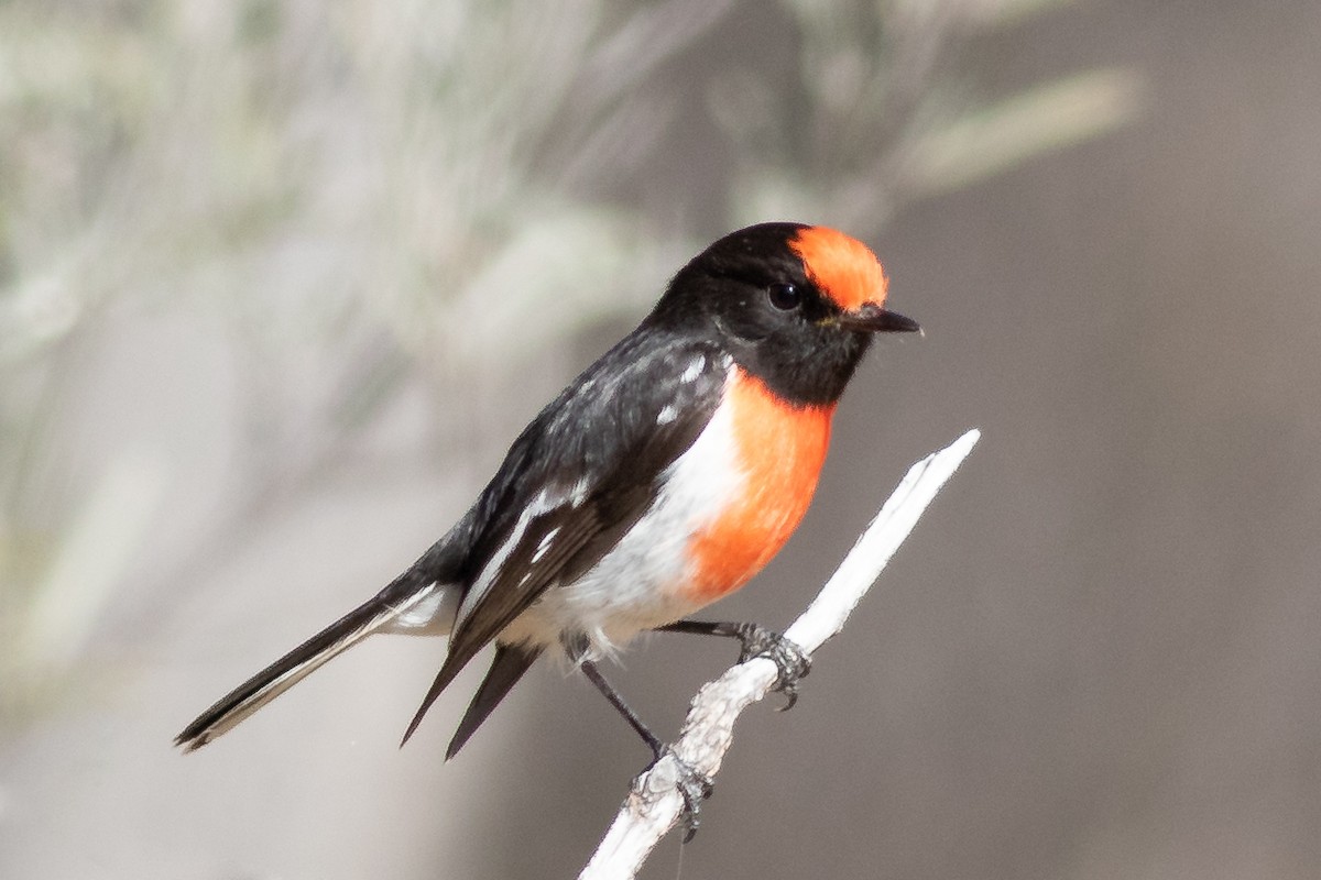 Red-capped Robin - ML363848671