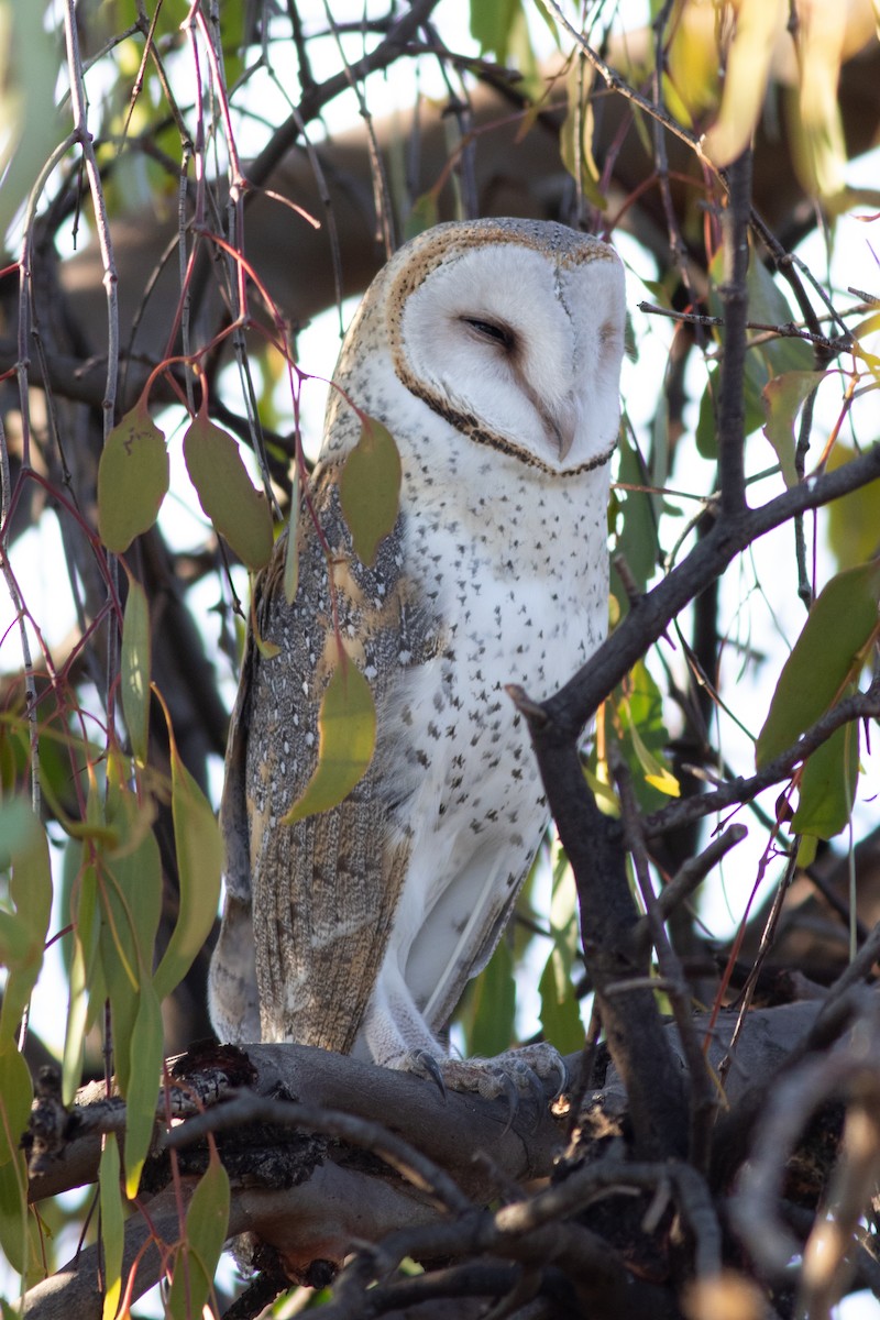 Barn Owl (Eastern) - ML363849431