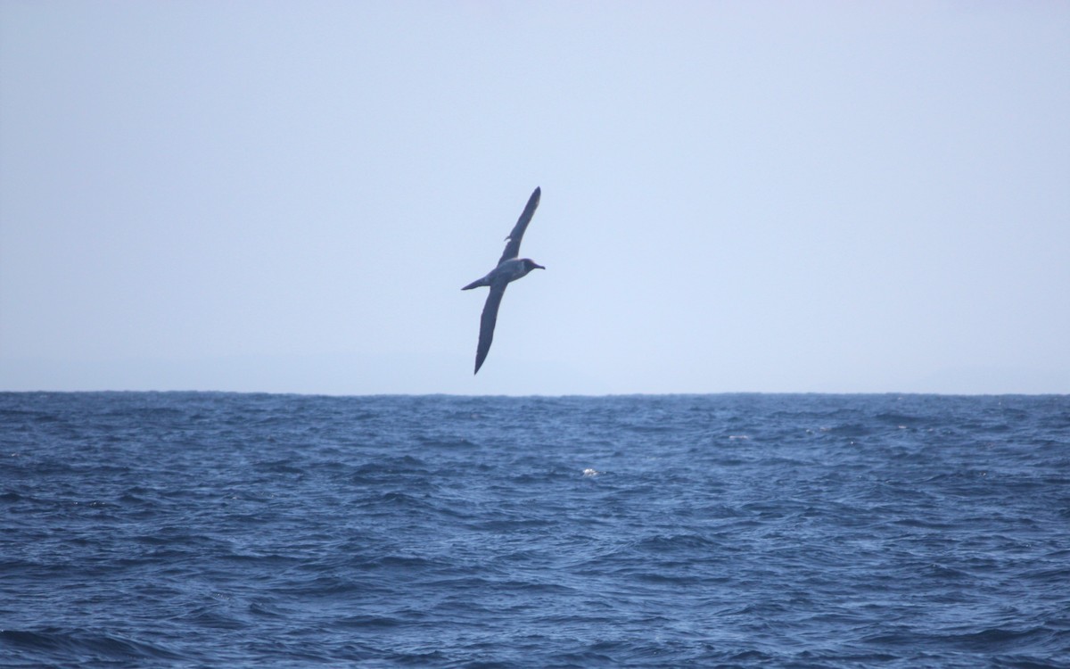 Light-mantled Albatross - ML363850141