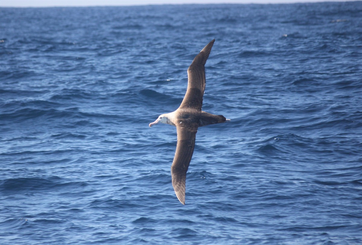 Snowy/Tristan/Antipodean Albatross - ML363850261