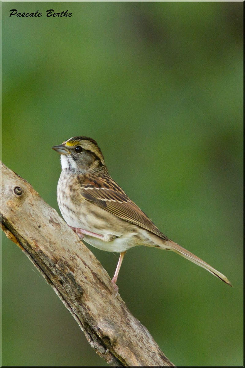 White-throated Sparrow - ML36385161
