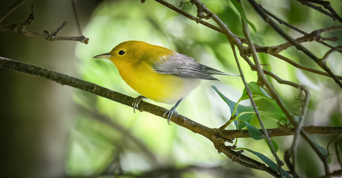 Prothonotary Warbler - ML363853401