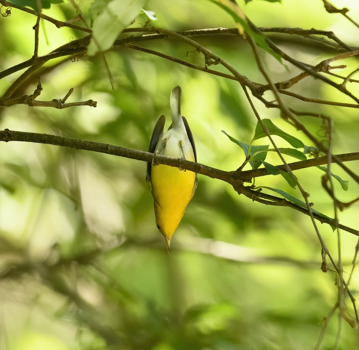 Prothonotary Warbler - Gillian Overholser