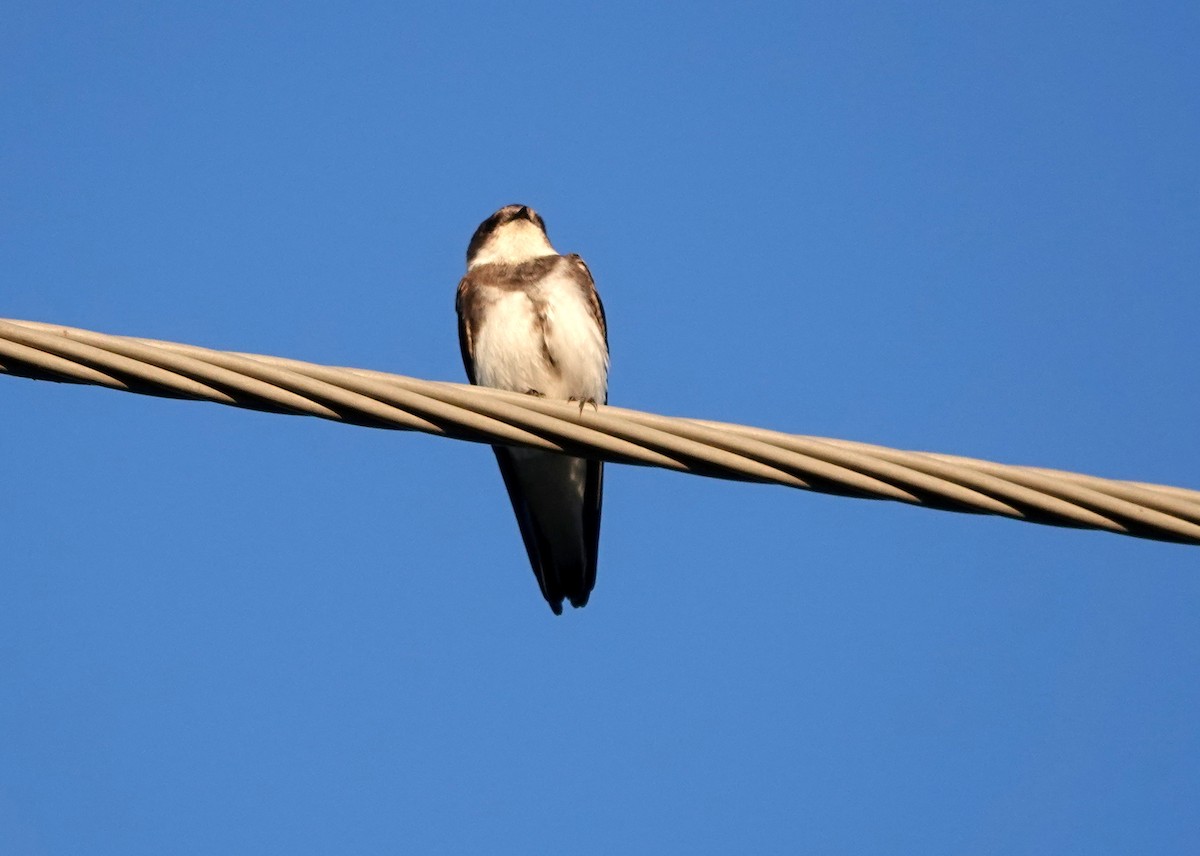 Bank Swallow - jerry pruett