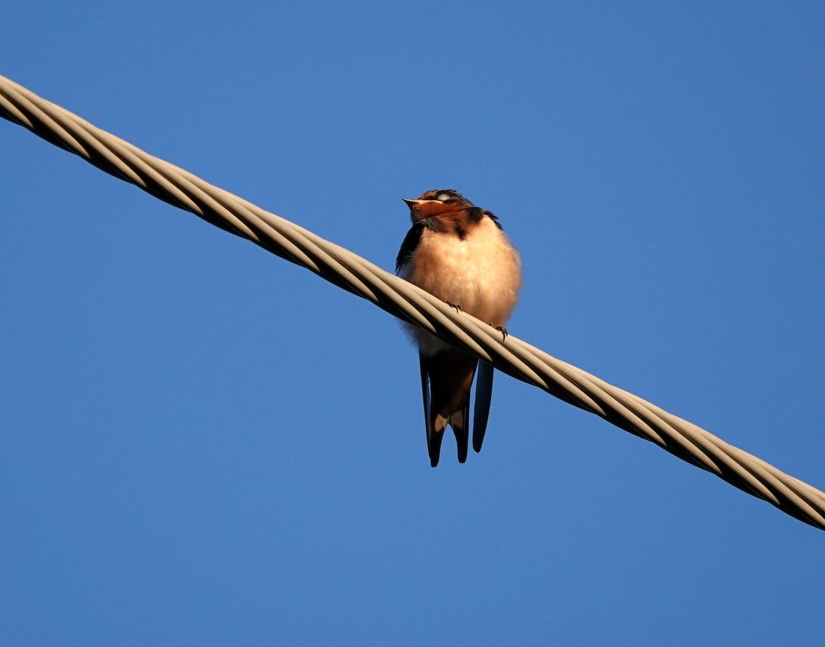 Barn Swallow - jerry pruett