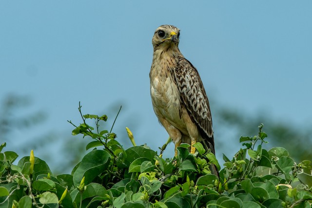 white eyed buzzard