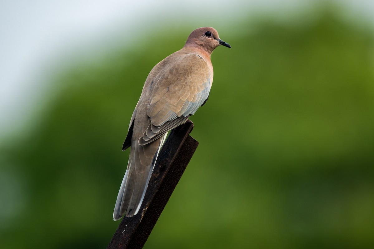 Laughing Dove - ML363860551
