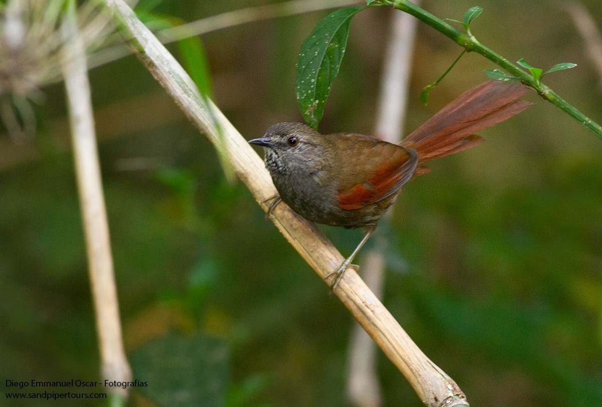 Gray-bellied Spinetail - ML363867891