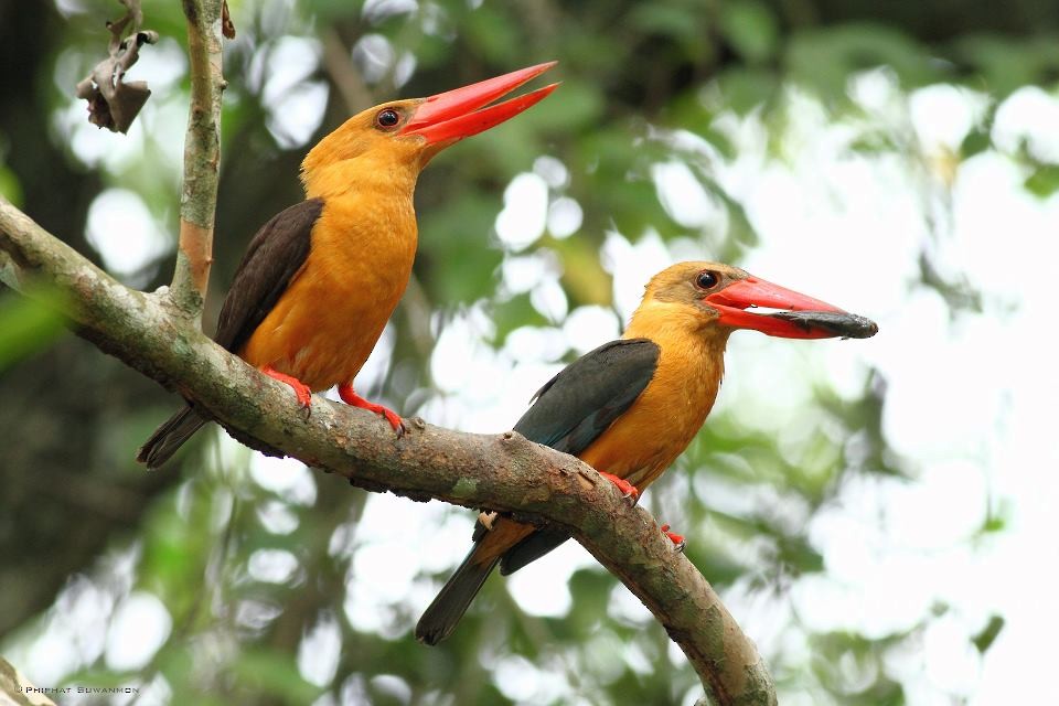 Brown-winged Kingfisher - Bird Conservation Society of Thailand