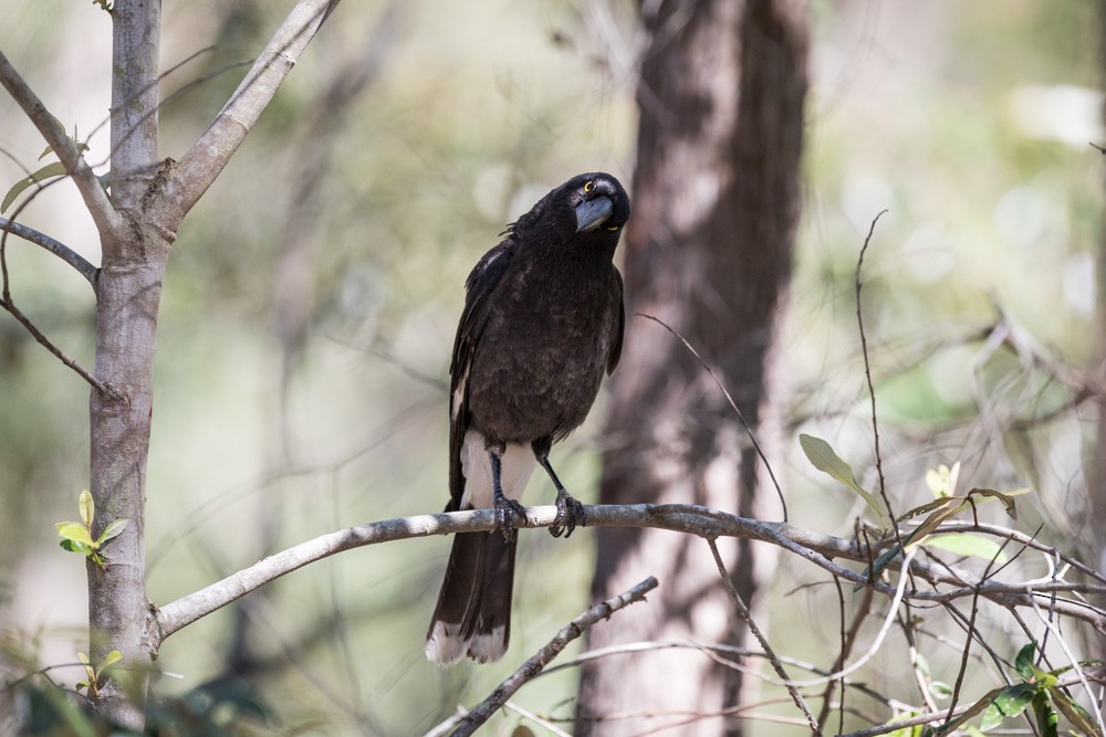 Pied Currawong - Malcolm Graham