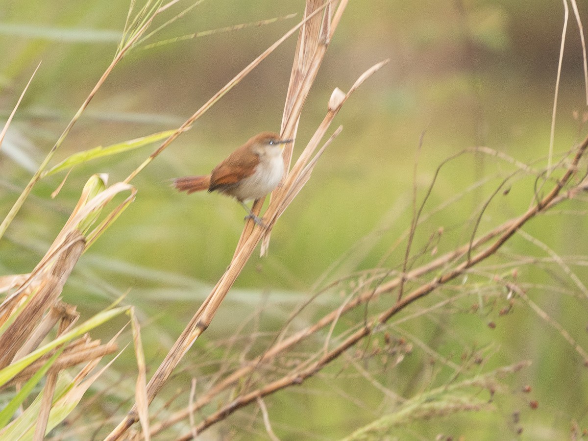 Yellow-chinned Spinetail - ML363877931