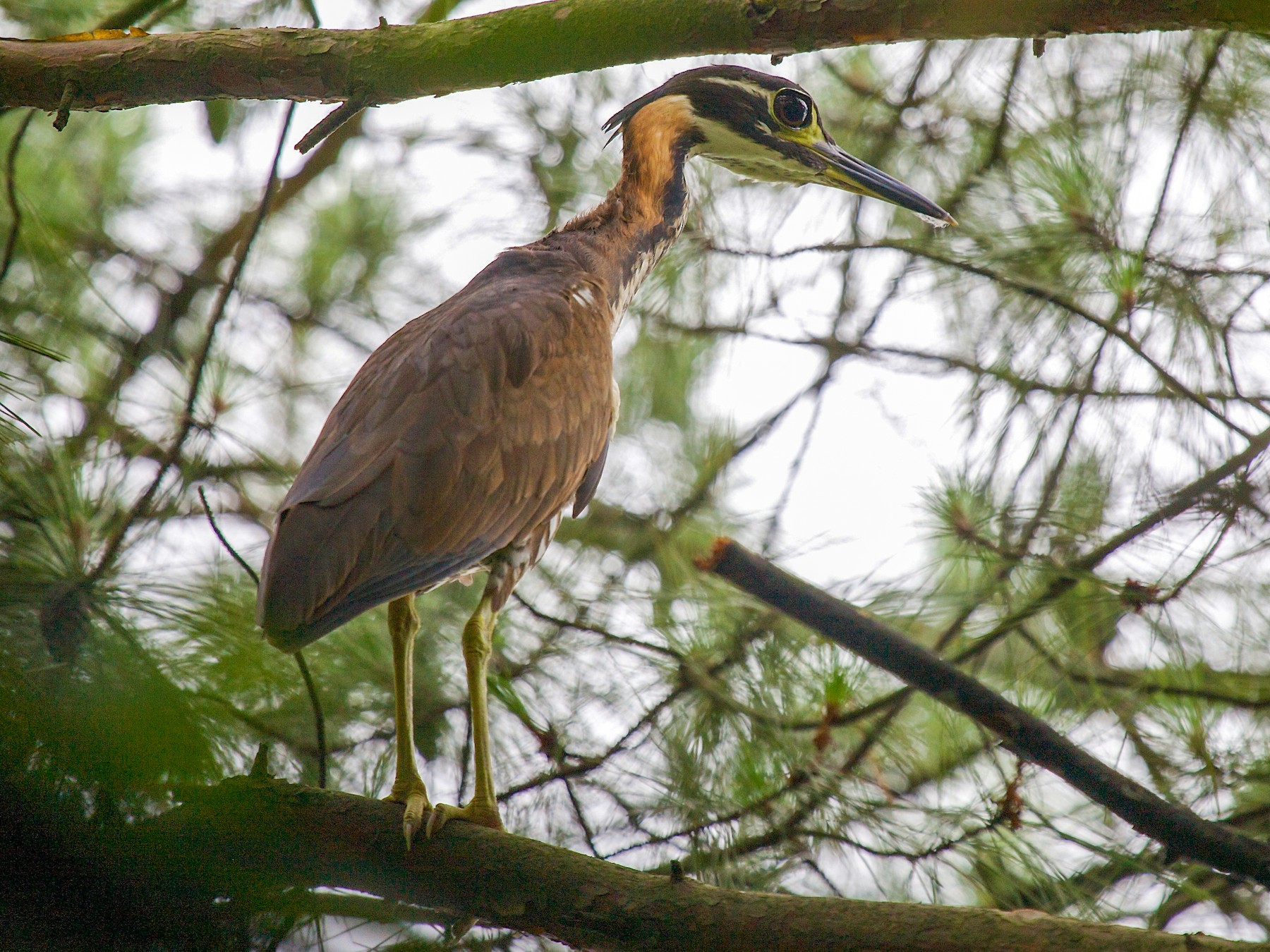 White-eared Night Heron - Mitch Walters