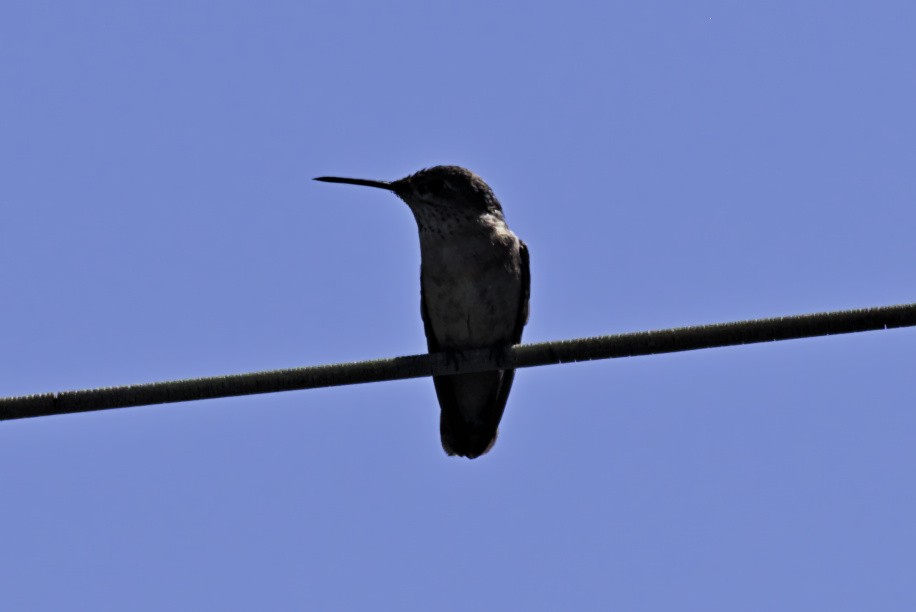 Calliope Hummingbird - ML363894141