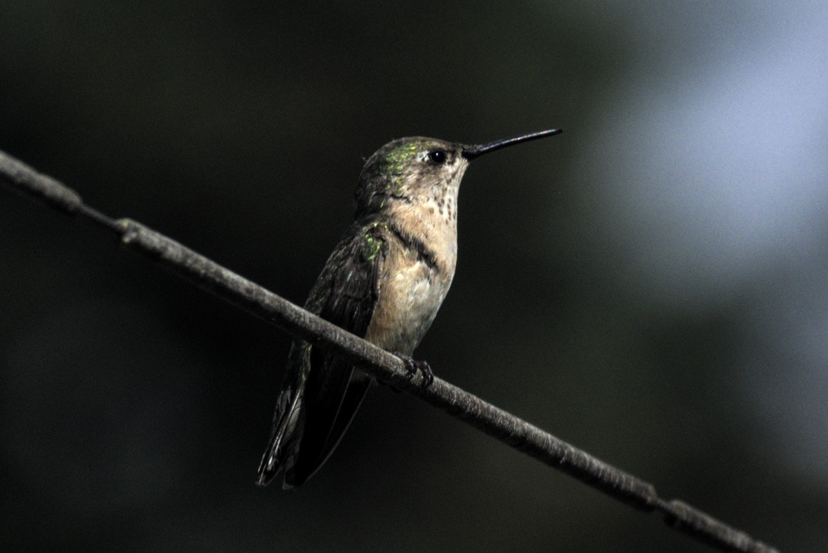 Calliope Hummingbird - ML363894301
