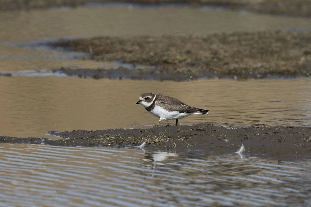 Semipalmated Plover - ML363894331