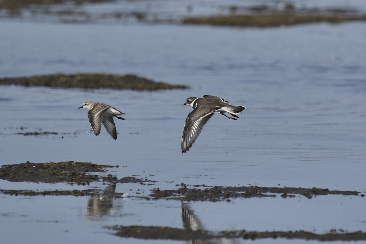 Semipalmated Plover - ML363894391
