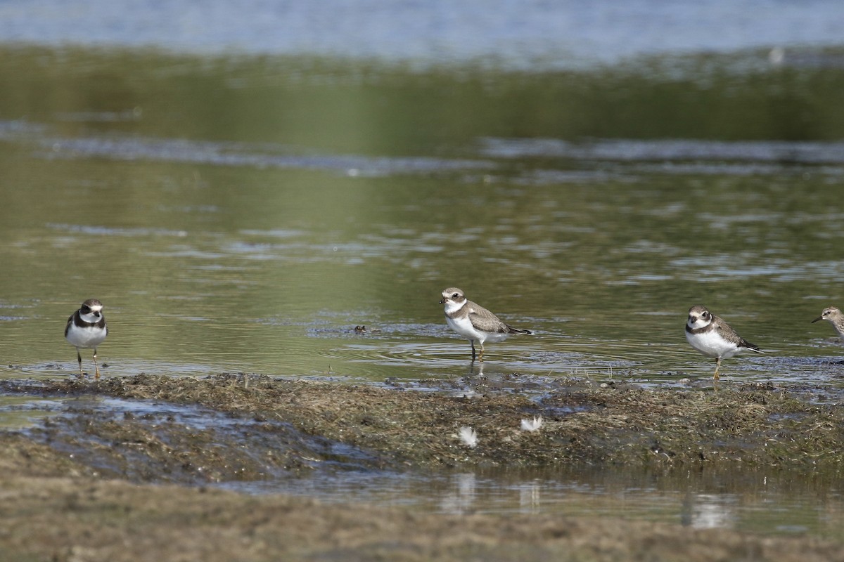 Semipalmated Plover - ML363894441