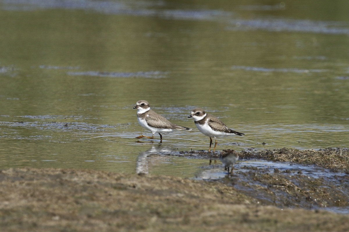 Semipalmated Plover - ML363894601