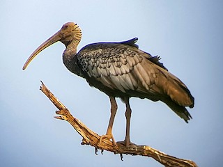 Giant Ibis - eBird