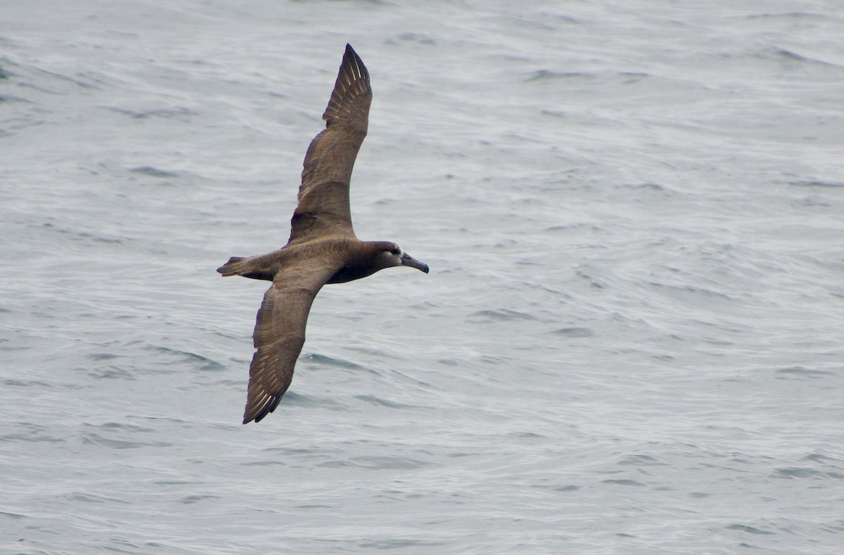 Albatros à pieds noirs - ML363896641