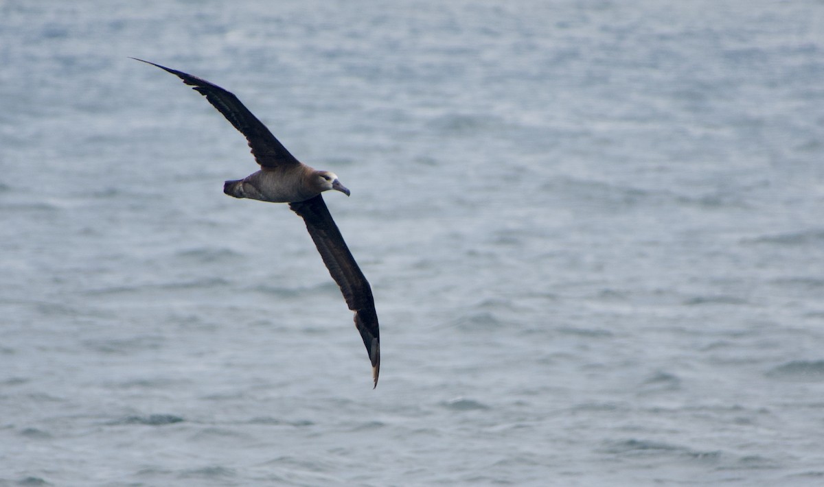 Albatros à pieds noirs - ML363896671