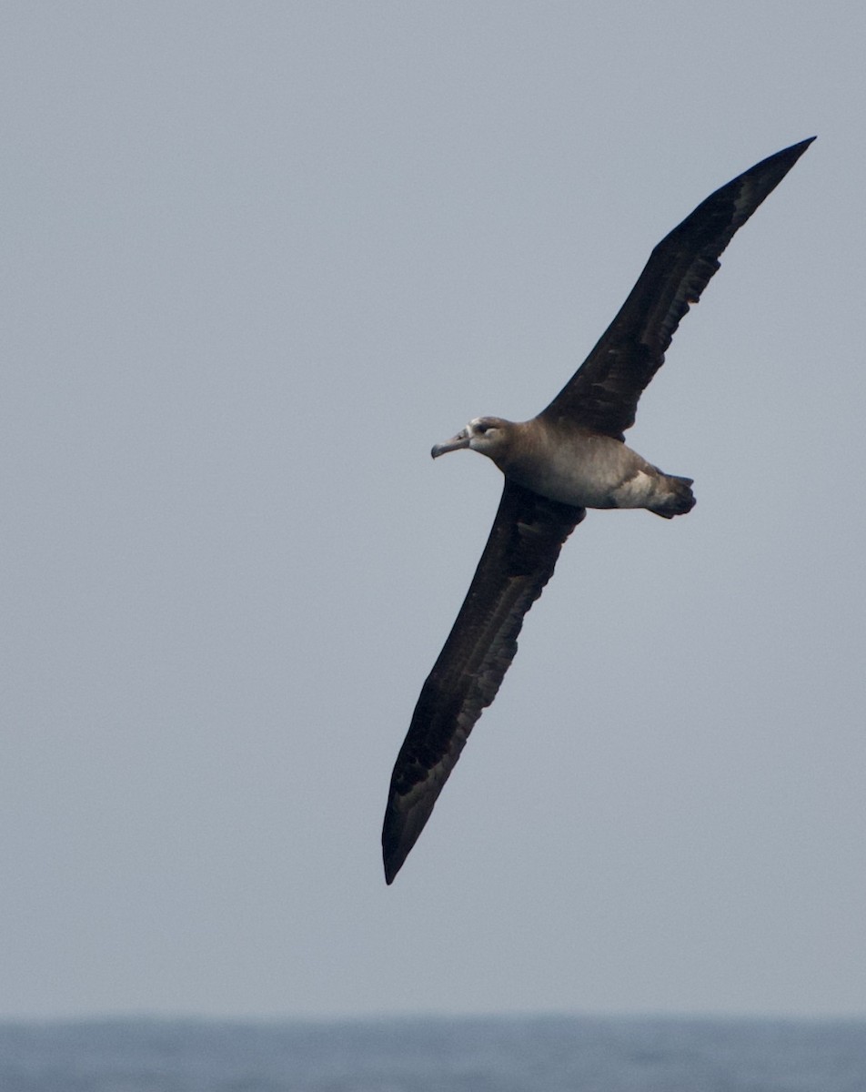 Albatros à pieds noirs - ML363896731